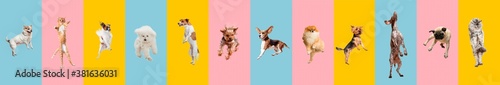 Photography Cute dogs and cat jumping, playing, flying, looking happy isolated on colorful or gradient background