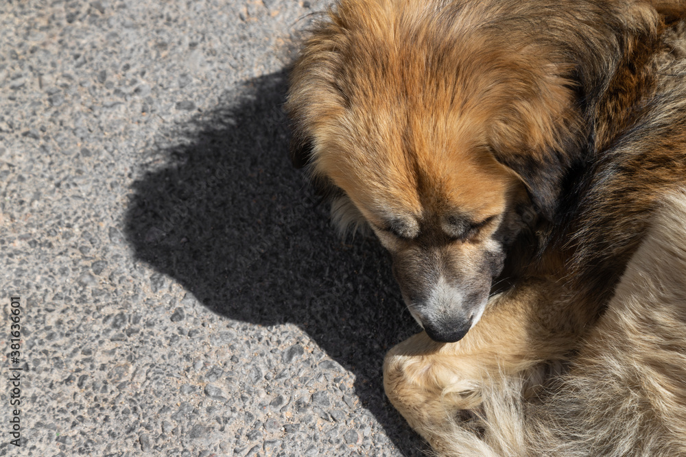 Brown dog sleeping on the street