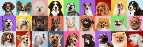 Stylish adorable dogs and cats posing. Cute pets happy. The different purebred puppies and cats. Art collage isolated on multicolored studio background. Front view, modern design. Flyer for your ad. © master1305
