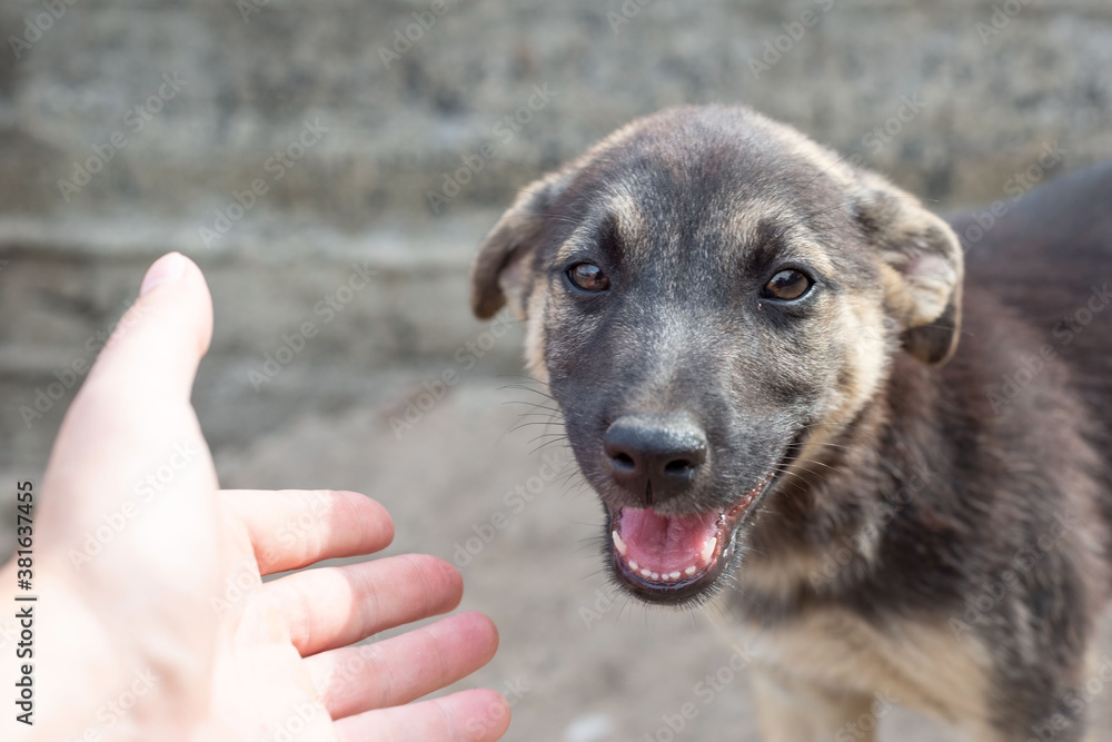 hand reaches for a stray little stray dog hand reaches for a stray little stray dog
