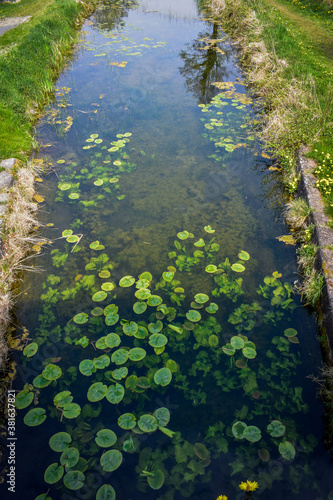 lily pads in Irish canal
