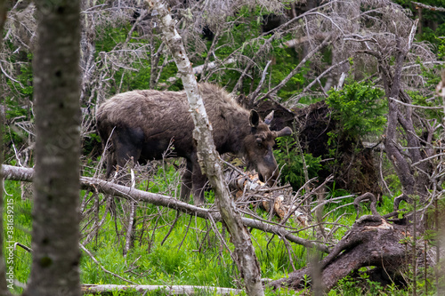 Moose in forest