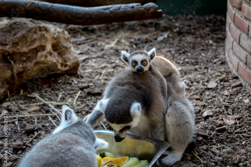 bebe lémur en la espalda de la madre 