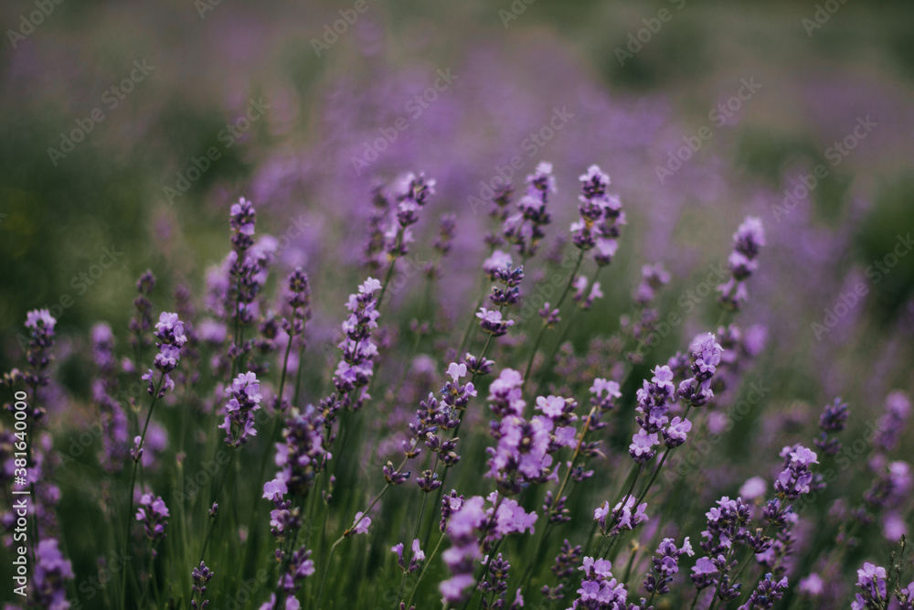 Naklejka premium lavender flowers in the field