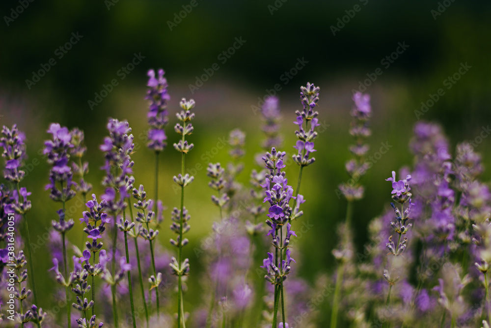 Fototapeta premium lavender flowers in the field