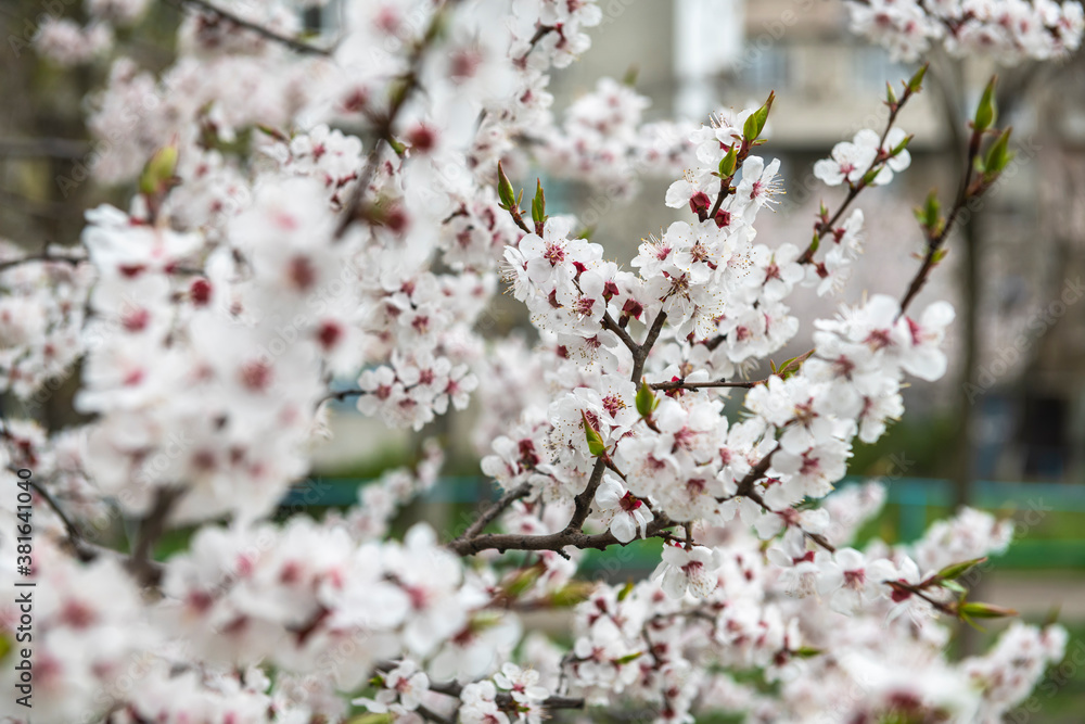 Nice white apricot spring flowers branch pattern on blue sky background Nice white apricot spring flowers branch pattern on blue sky background