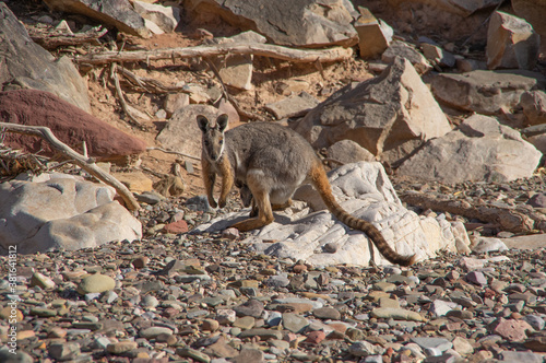 The Yellow Footed Rock Wallaby is endangered and inhabits the  rocky Gorge's of South Australia's Flinders Ranges  National Park