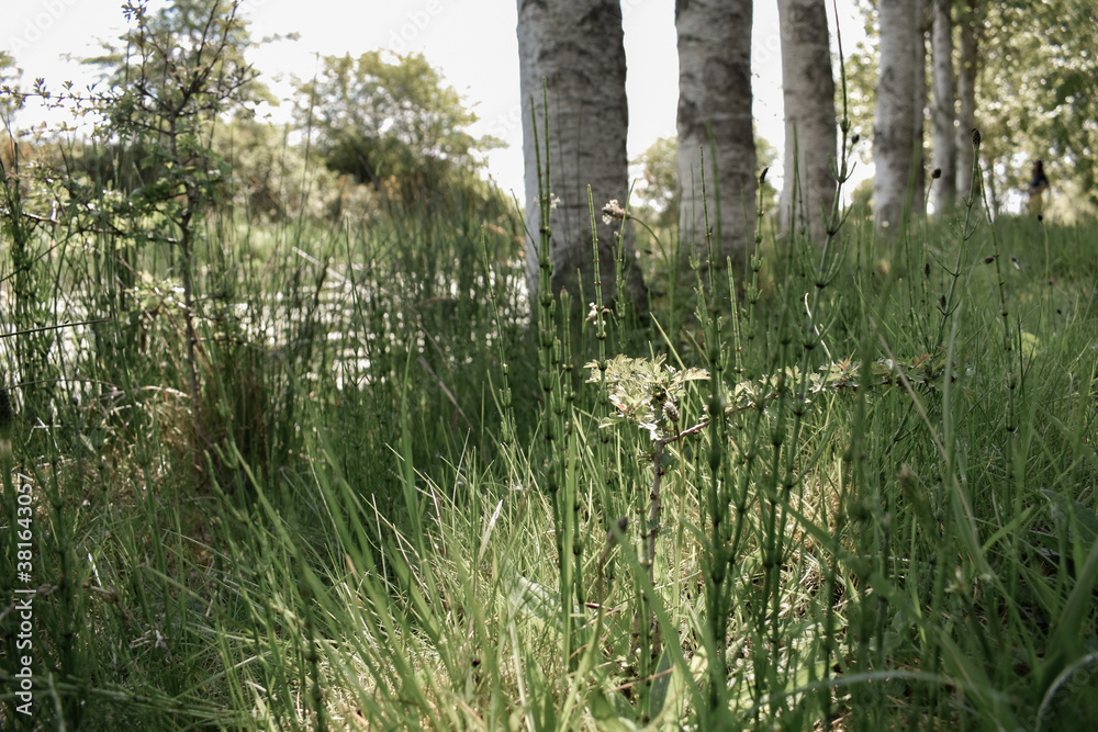 Fototapeta premium Beautiful Irish Green Wild Vegetation
