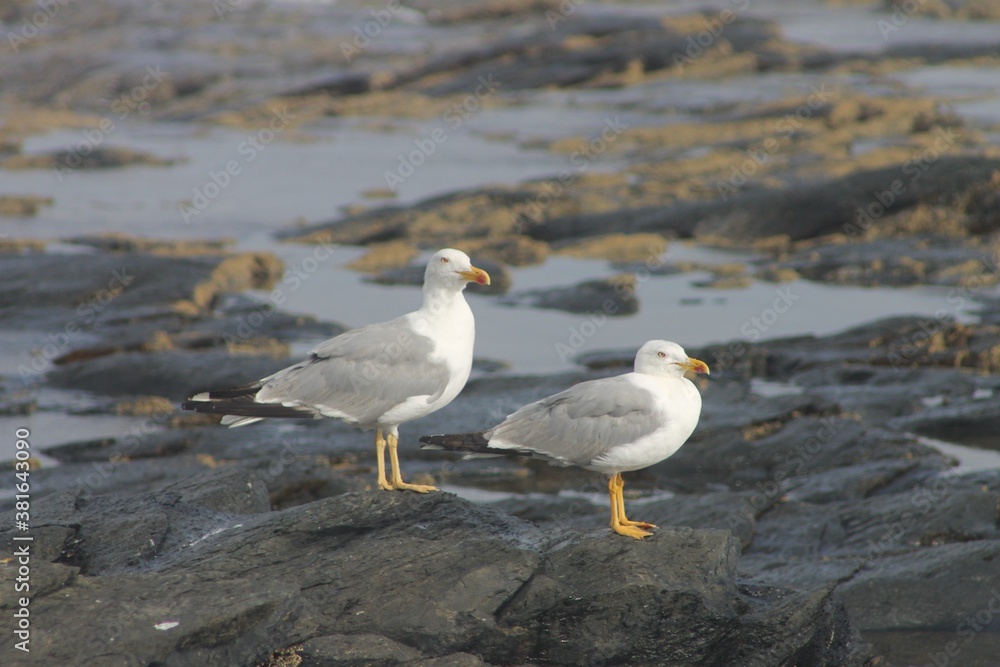 Gaviotas