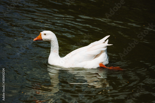 Rustic theme. White Water bird with calm reflections in the lake.