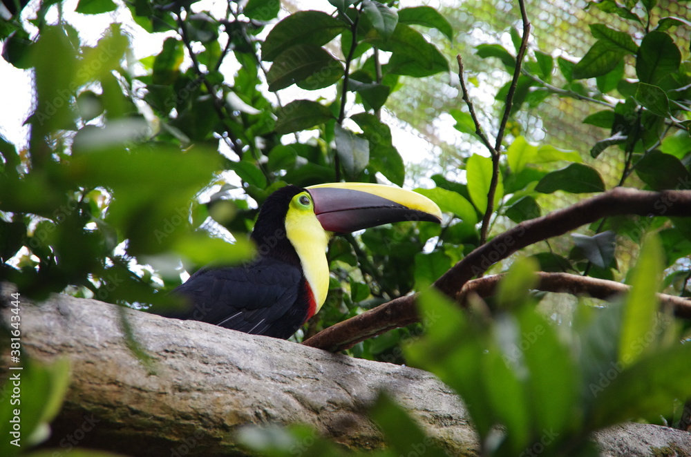 Obraz premium toucan fou