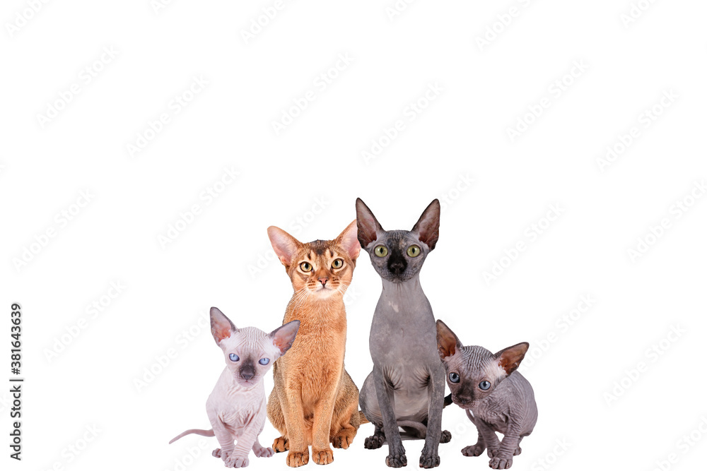 Collage of different purebred dogs and cats. Close up, copy space, isolated background.