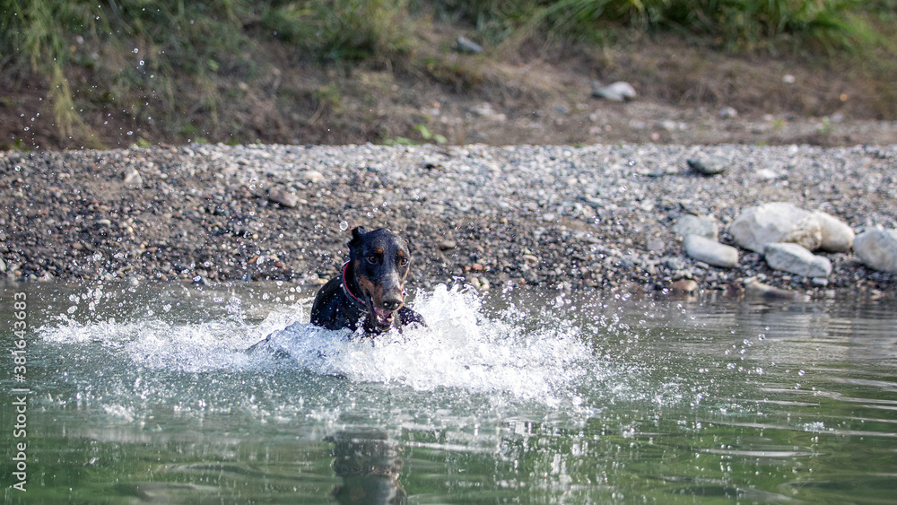 Fototapeta premium Dobermann im Wasser
