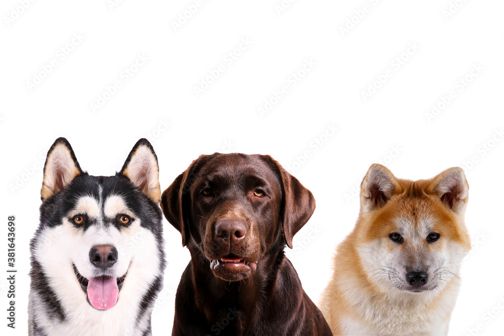 Collage of different purebred dogs. Close up, copy space, isolated background. Collage of different purebred dogs. Close up, copy space, isolated background.