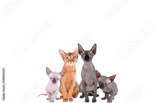 Collage of different purebred dogs and cats. Close up  copy space  isolated background.