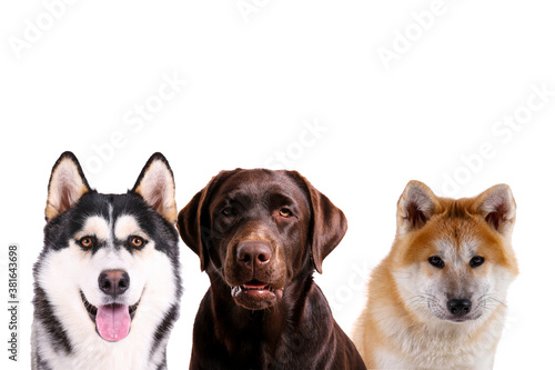 Collage of different purebred dogs. Close up  copy space  isolated background.
