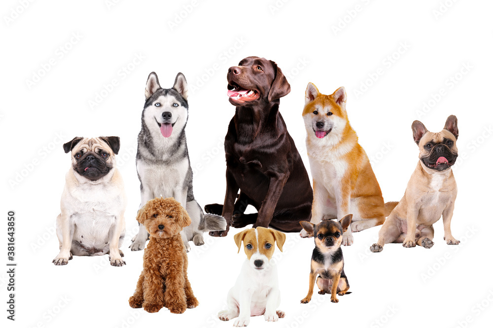 Fototapeta premium Collage of different purebred dogs. Close up, copy space, isolated background.