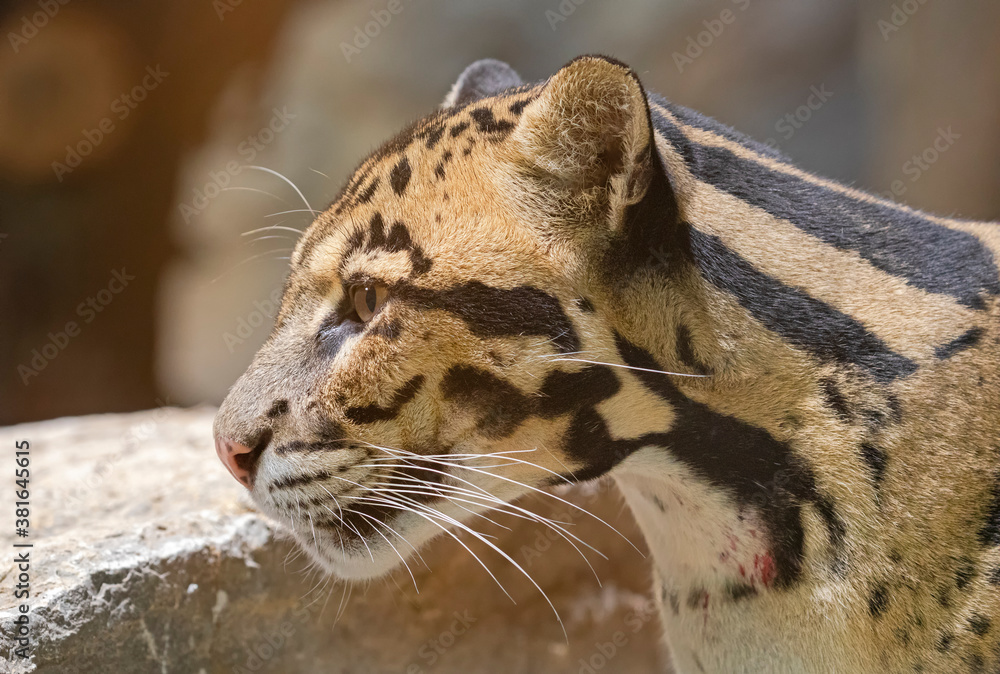 Obraz premium Close up view of a Clouded Leopard (Neofelis nebulosa)