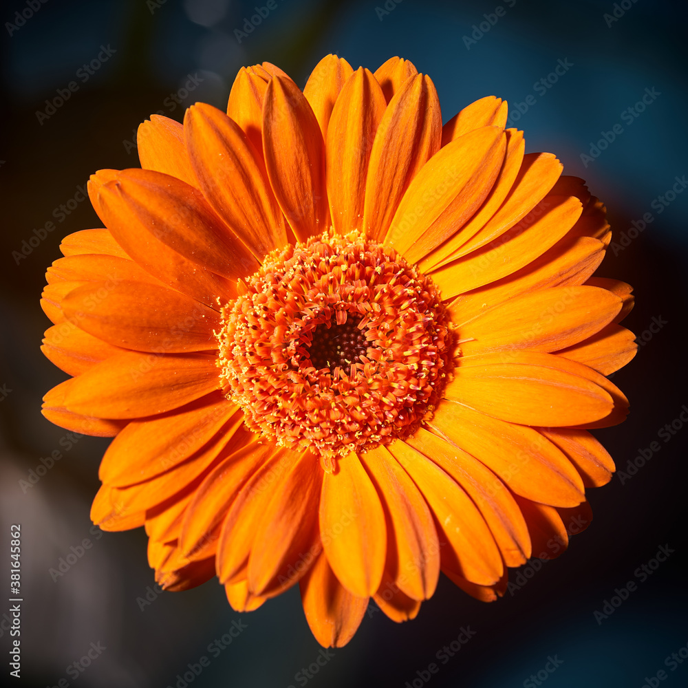 Orange flower herbera against a dark background Orange flower herbera against a dark background