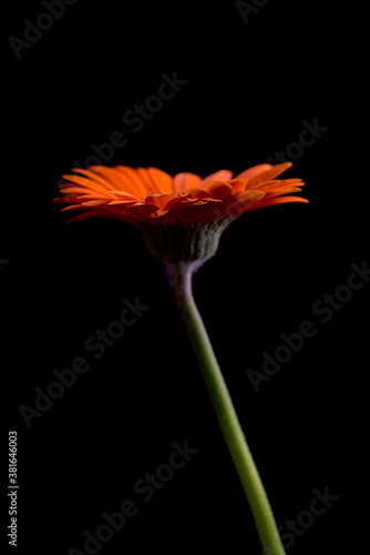 Orange flower herbera against a dark background