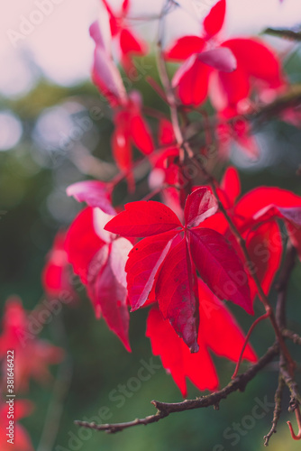 beautiful red autumn leaves, autumn photo