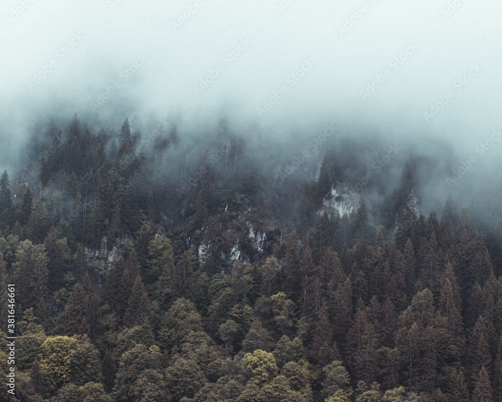 Mystischer Wald an einem Berghang in Österreich am frühen Morgen (Vorarlberg, Silvretta-Montafon)