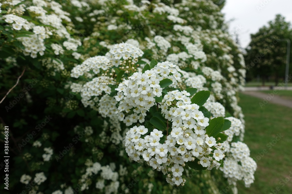 Five petaled white flowers of germander meadowsweet in May Five petaled white flowers of germander meadowsweet in May