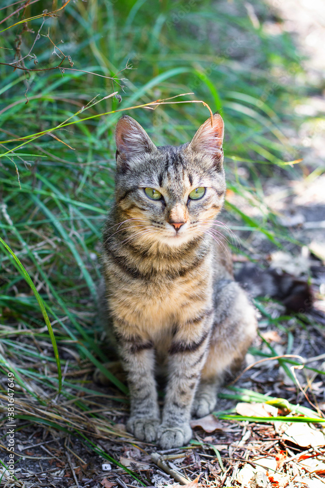 A stray tabby cat sits on the grass in the garden
