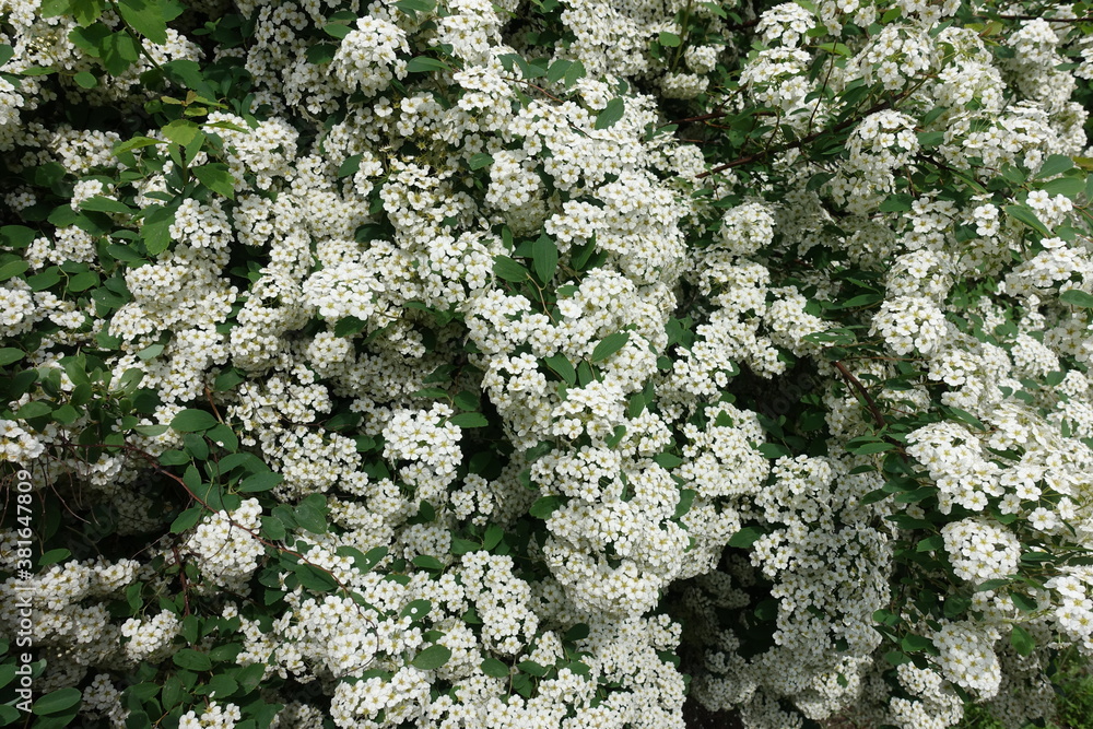 Inflorescences of white flowers of germander meadowsweet in mid May Inflorescences of white flowers of germander meadowsweet in mid May