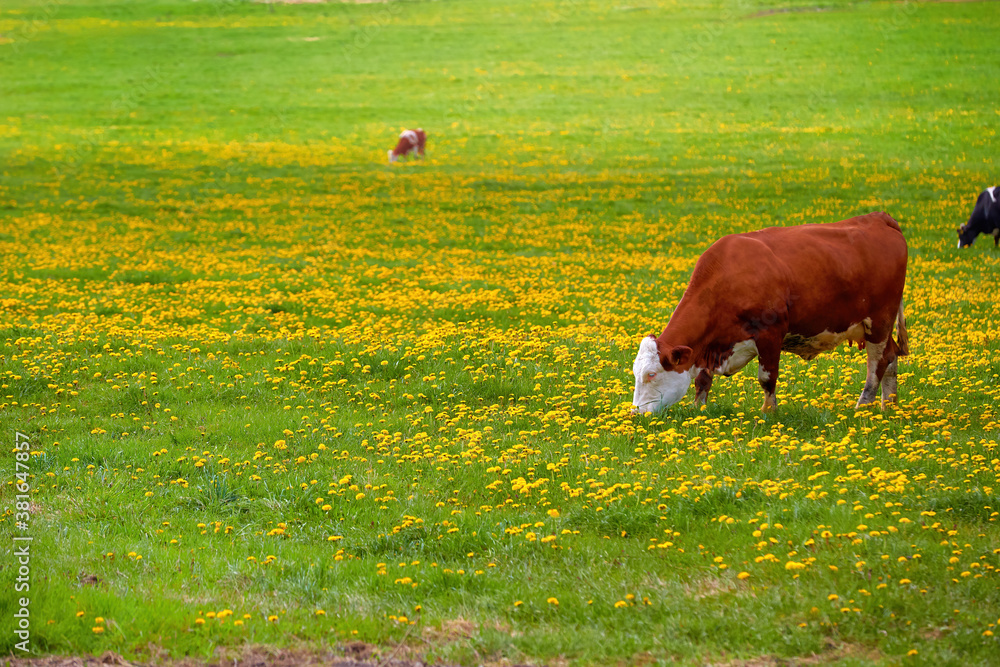Brown and white spotted cows on a spring pasture, covered with yellow flowers. Spring theme, natural agriculture.