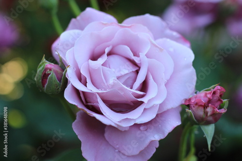 pink rose.rose.water drops.my garden