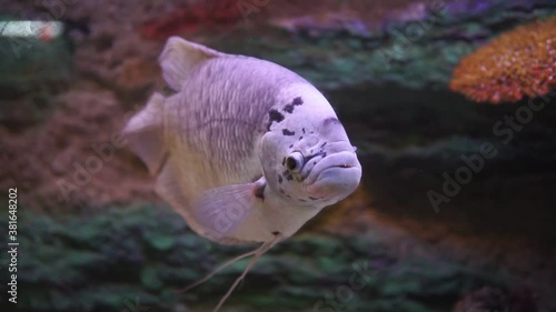 A captive bred morph of Three Spot Gourami known as Opaline Gourami. photo