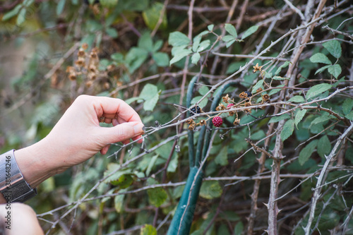 hand picking wild blackberries