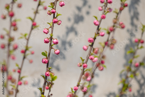 Nice branch with little spring flowers on grey background wall pattern