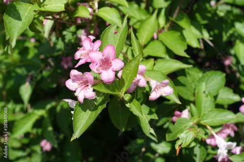 Wallpaper Mural Green foliage and pink flowers of Weigela florida in May Torontodigital.ca