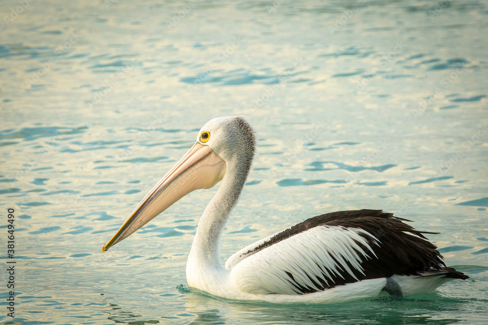 Pelican on sea