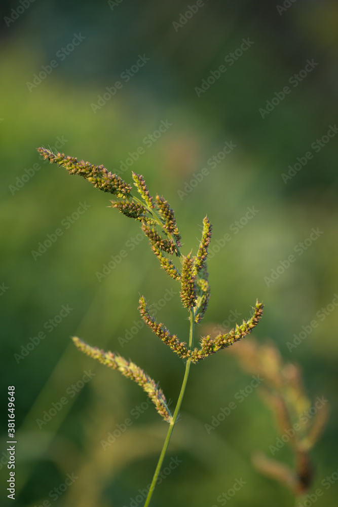 Agrimony in a grass field