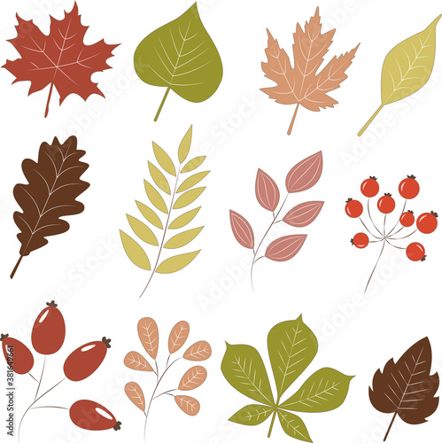 set of autumn leaves of various shapes