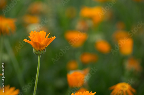 Yellow orange calendula flower at sunset