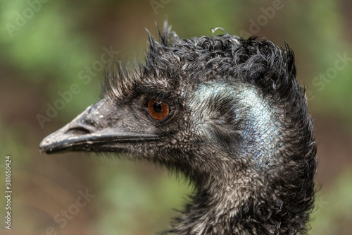 Emu up close