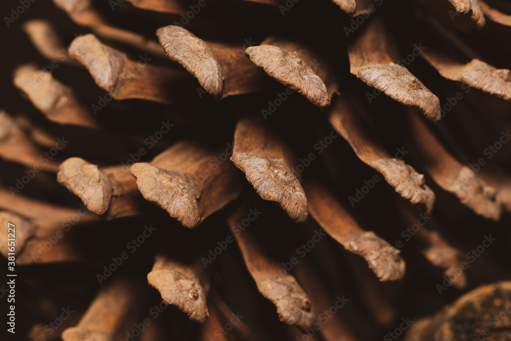 close up of pine cone close up of pine cone