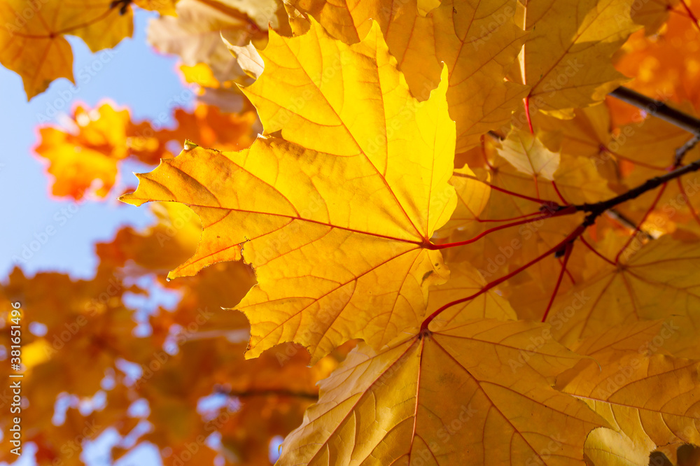 maple leaves in autumn