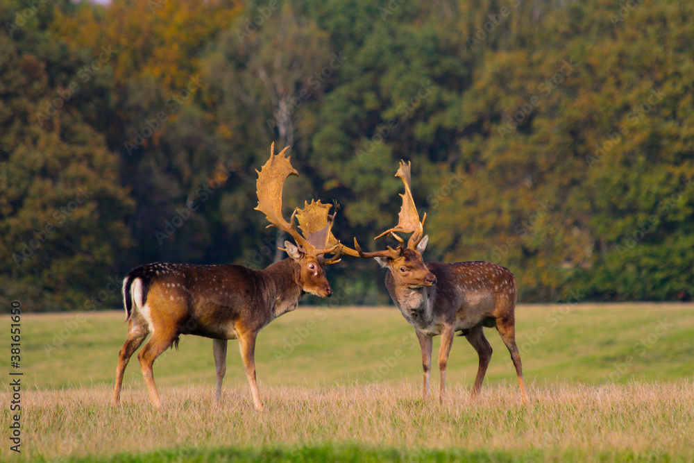 Naklejka premium Fallow deer stags fighting