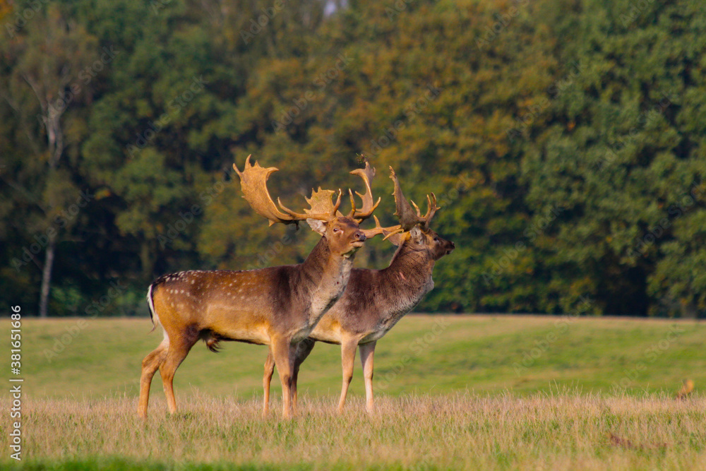 Fototapeta premium Fallow deer stags fighting