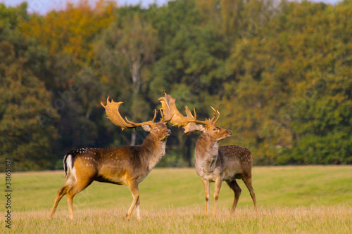 Fallow deer stags fighting