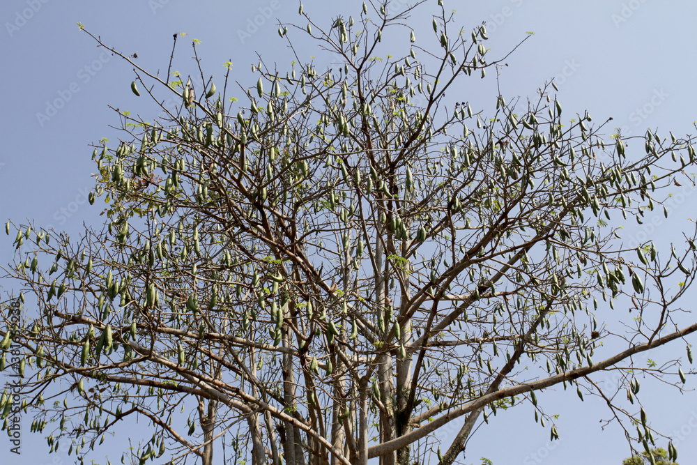 Kapuk randu or kapok (Ceiba pentandra) is a tropical tree belonging to the order Malvales and the family Malvaceae Kapuk randu or kapok (Ceiba pentandra) is a tropical tree belonging to the order Malvales and the family Malvaceae