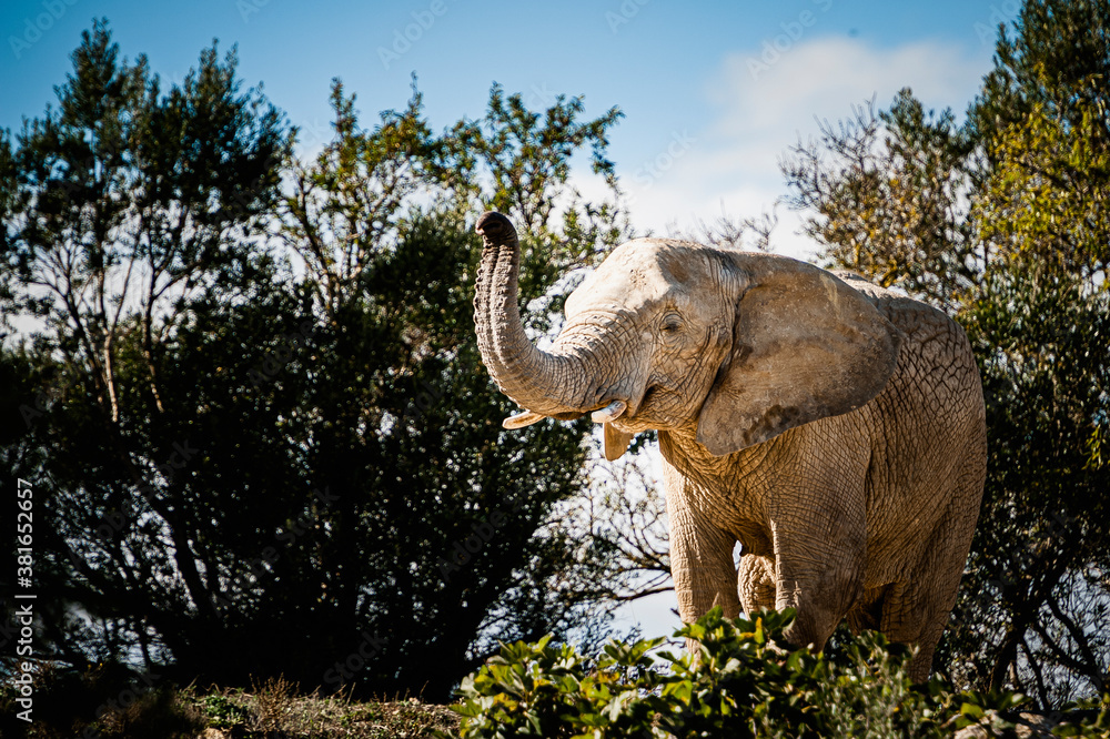 Fototapeta premium Grand éléphant d'Afrique avec la trompe levée