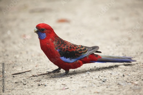 red and blue Crimson Rosella parkeet on ground