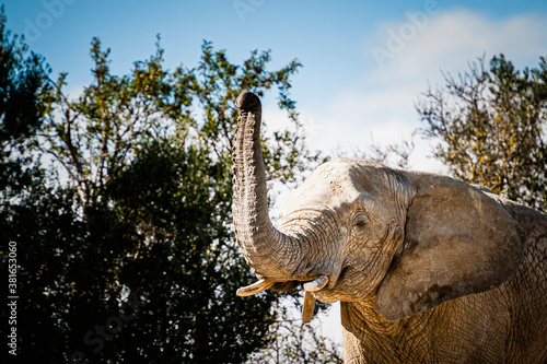 Grand éléphant d'Afrique avec la trompe levée © PicsArt