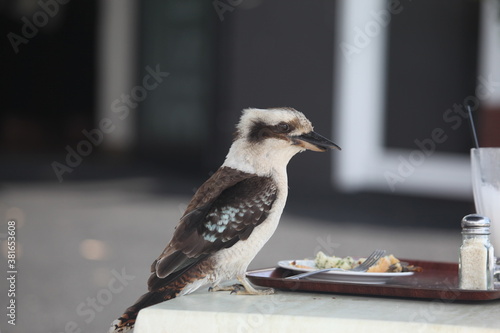 kookaburra having meal from plate on table
